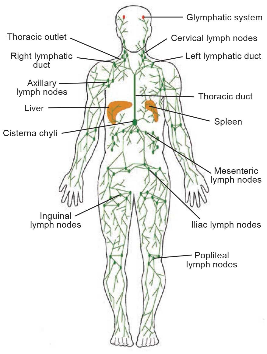 manual lymphatic drainage in Toronto