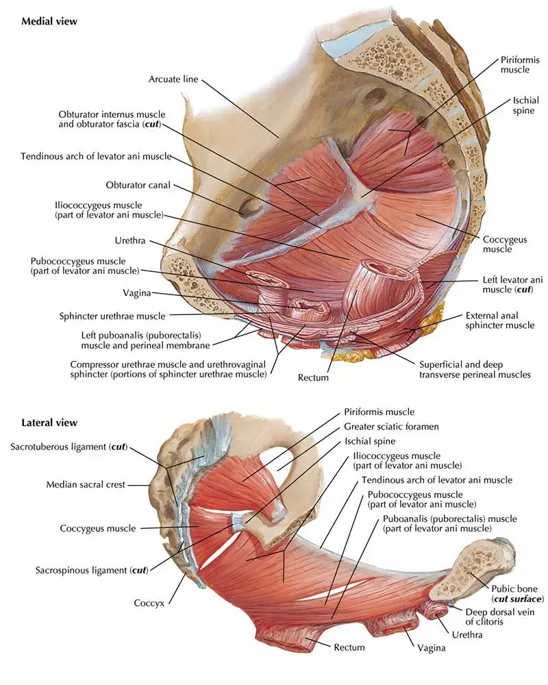 Pelvic Floor Diaphragm Female Anatomy
